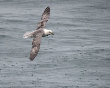 fulmar210226b Fulmar Peel, Isle of Man
