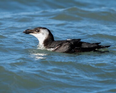 razorbill140326 Razorbill Point of Ayre, Isle of Man