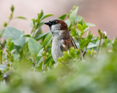 housesparrow290326 House Sparrow Douglas, Isle of Man