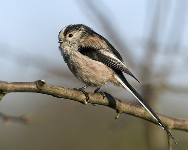 ltt190208 Long-Tailed Tit Private Farm, Cheshire