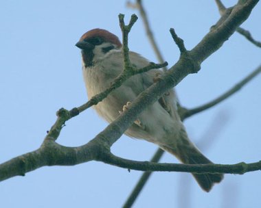 tree sparrow 4 Tree Sparrow Close Sartfield, Isle of Man