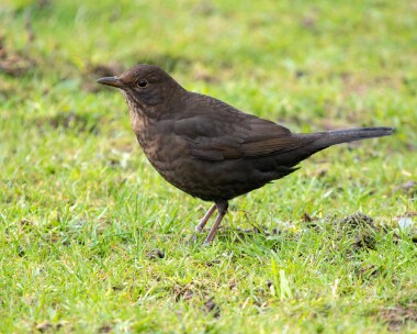 blackbird010126 Blackbird Douglas, Isle of Man