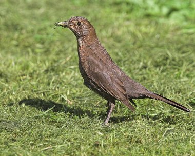 blackbird11 Blackbird Castletown, Isle of Man