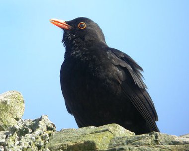blackbird2 Blackbird Langness, Isle of Man