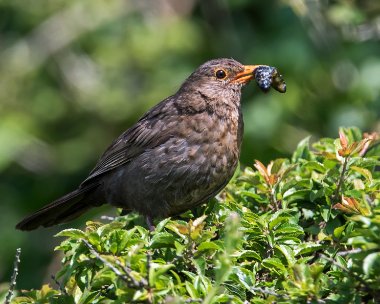 blackbird250715 Blackbird Langness, Isle of Man
