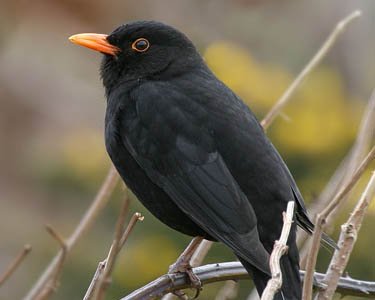 blackbird7