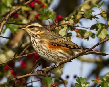 redwing271012 Redwing Andreas, Isle of Man
