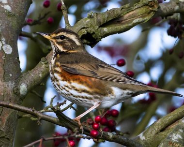 redwing271012c Redwing Andreas, Isle of Man