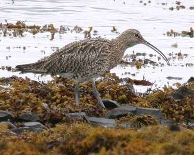 curlew Curlew Derbyhaven, Isle of Man