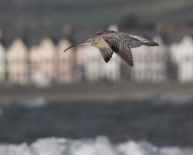 curlew20061125 Curlew Langness, Isle of Man