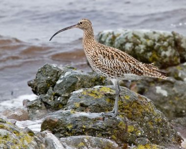 curlew7 Curlew Langness, Isle of Man