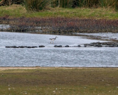 greateryellowlegs280312b Greater Yellowlegs (record shot) Loch of Strathbeg, Scotland