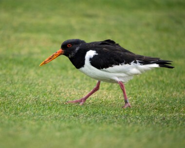 oystercatcher0502226 Oystercatcher Derbyhaven, Isle of Man
