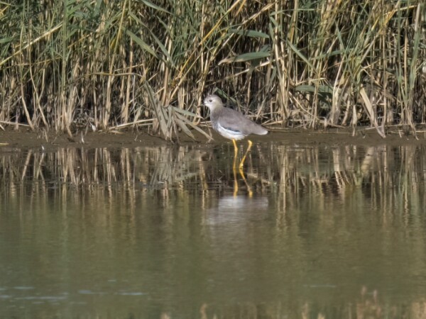 White-tailed Lapwing