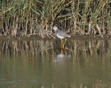 whitetailedlapwing151025b White-tailed Lapwing (Video grab) RSPB Blacktoft Sands, Yorkshire