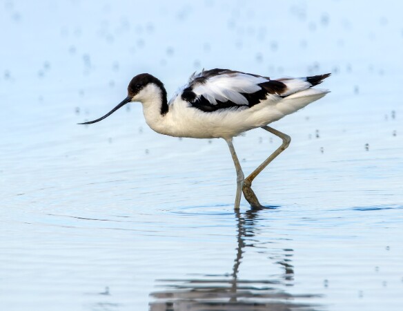 Avocet
