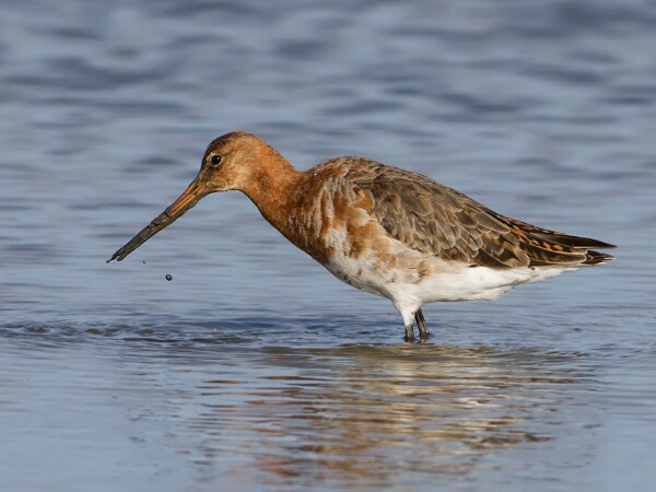 Black-tailed Godwit