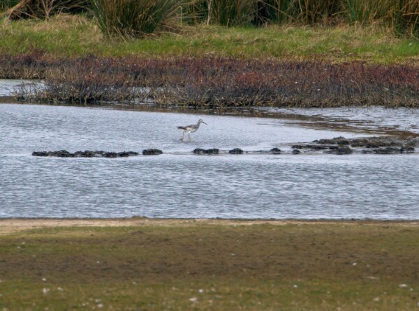 Greater Yellowlegs