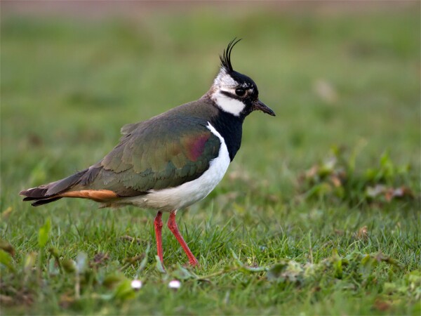 Lapwing