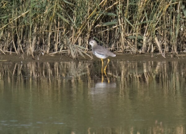 White-tailed Lapwing