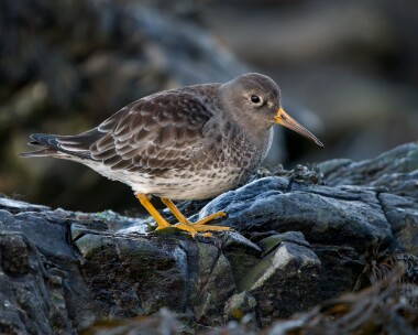 purplesandpiper121225 Purple Sandpiper Peel, Isle of Man