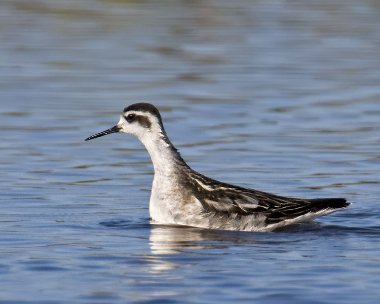 redneckedphal240909 Red-necked Phalarope Cley, Norfolk (with 1.4 & 2x stacked)