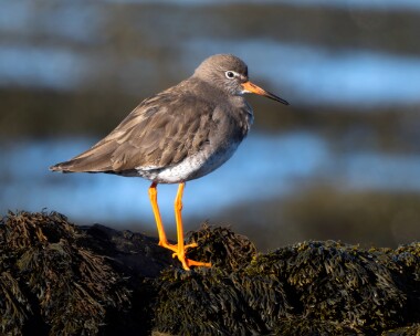 redshank070326 Common Redshank Derbyhaven, Isle of Man