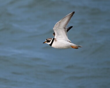 ringedplover220226 Ringed Plover Point of Ayre, Isle of Man