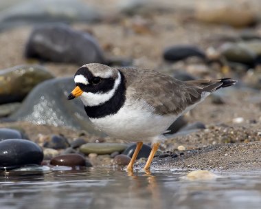 ringedplover230308 Ringed Plover Smeale, Isle of Man