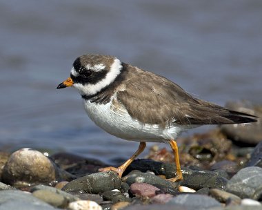 ringedplover290407b Ringed Plover Smeale, Isle of Man