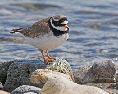 ringedplover4 Ringed Plover Derbyhaven, Isle of Man