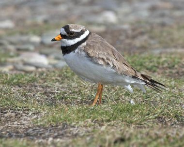 ringedplover5 Ringed Plover Point of Ayre, Isle of Man