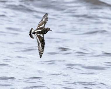 turnstone061225 Turnstone Langness, Isle of Man
