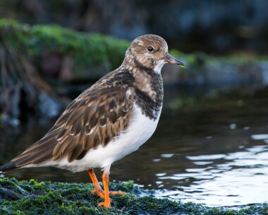 turnstone121225 Turnstone Peel, Isle of Man