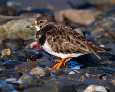 turnstone170126s Turnstone Langness, Isle of Man