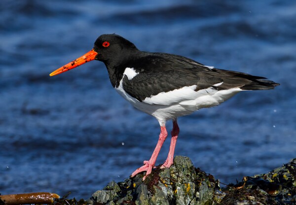 Large Waders
