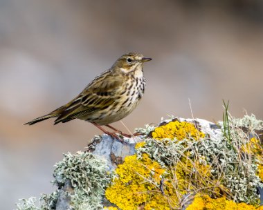 meadowpipit030410b Meadow Pipit Fort Island, Isle of Man