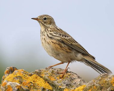 meadowpipit10 Meadow Pipit Derbyhaven, Isle of Man