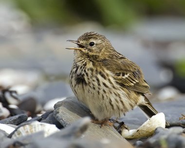 meadowpipit170509 Meadow Pipit Fort Island, Isle of Man
