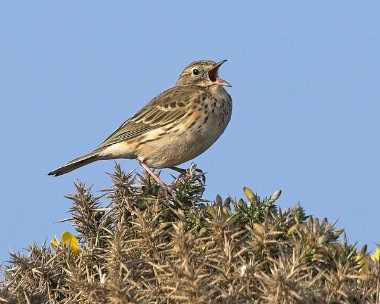 meadowpipit20070325b Meadow Pipit Langness, Isle of Man