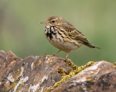 meadowpipit260326 Meadow Pipit Langness, Isle of Man