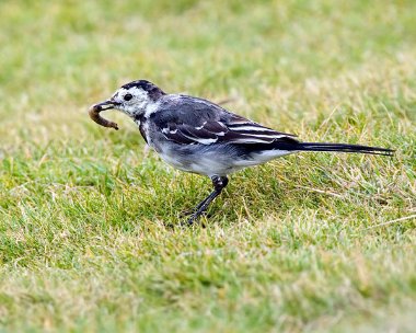 piedwagtail15 Pied Wagtail The Sound, Isle of Man