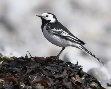 piedwagtail18 Pied Wagtail Derbyhaven, Isle of Man