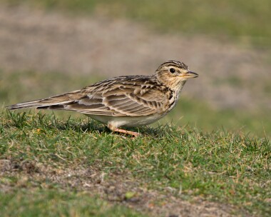 skylark200326 Skylark Point of Ayre, Isle of Man