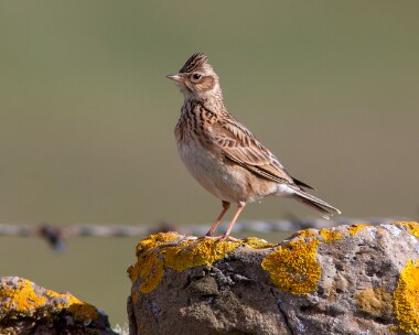 skylark210412 Skylark Langness, Isle of Man