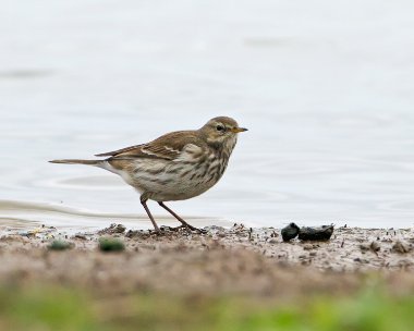 waterpipit091111 Water Pipit Cley, Norfolk