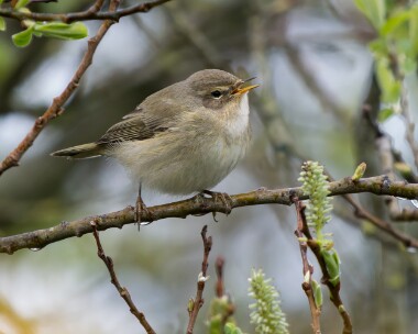 chiffchaff030426 Chiffchaff POA NR, Isle of Man