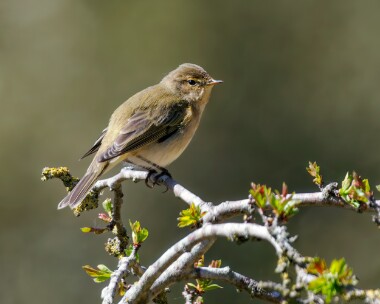 chiffchaff100425 Chiff Chaff Holkham Pines, Norfolk