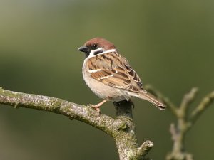 Sparrows_Tits