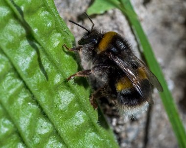 bee040622 Bee Douglas, Isle of Man